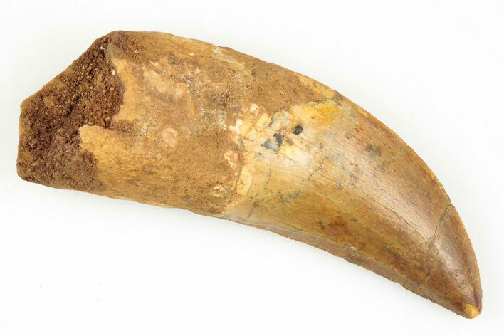 Serrated, Carcharodontosaurus Tooth - Real Dinosaur Tooth #192818